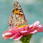 Are Butterflies Vertebrates