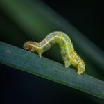 Do Caterpillars Eat Aphids