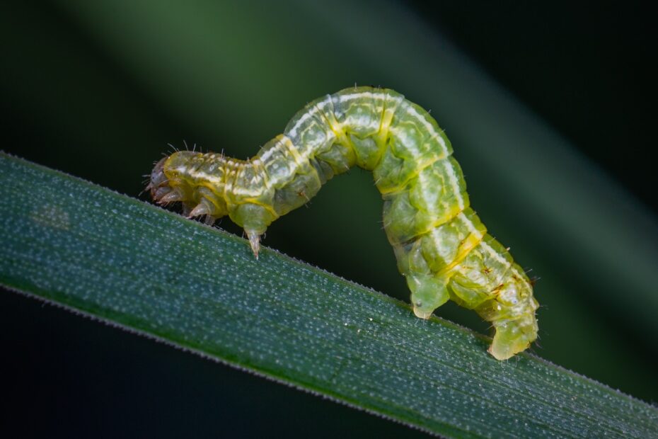 Do Caterpillars Eat Aphids