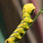 What Are Yellow Caterpillars